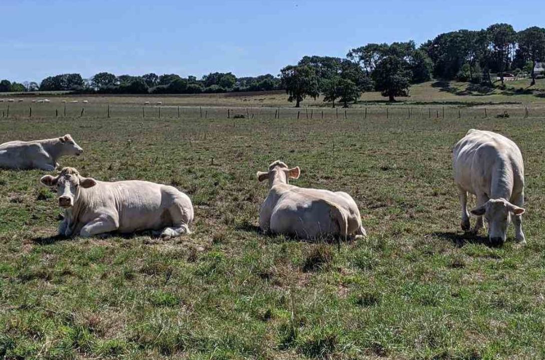 Les contrats bovins du CME progressent
