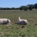 Les contrats bovins du CME progressent