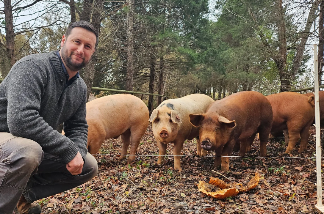 Contrats à terme bovins et porcins à Chicago avec chaleur extrême, grains plus chers et prix du porc en hausse